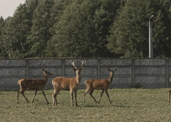 Tatarska Zagroda - Agroturystyka Dolina Baryczy Noclegi - Domek Jelonek